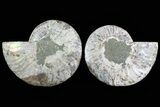 Cut & Polished Ammonite Fossil - Agatized #78565-1